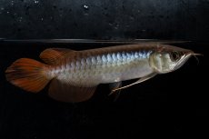 画像1: ダイナミックレッド NO.28（ディナミカカプアス産） (1)