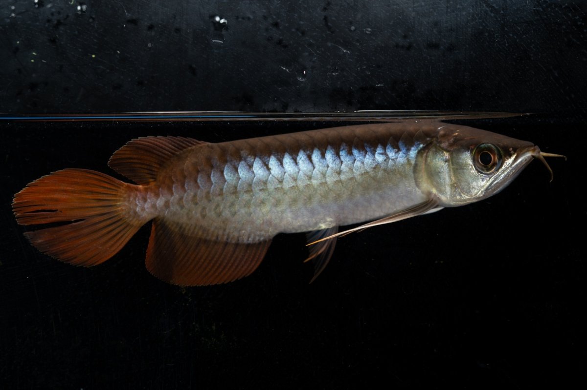 画像9: ダイナミックレッド NO.28（ディナミカカプアス産） (9)