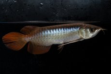 画像9: ダイナミックレッド NO.28（ディナミカカプアス産） (9)