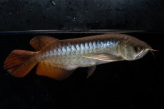 画像8: ダイナミックレッド NO.28（ディナミカカプアス産） (8)