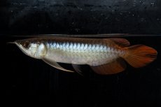 画像2: ダイナミックレッド NO.28（ディナミカカプアス産） (2)