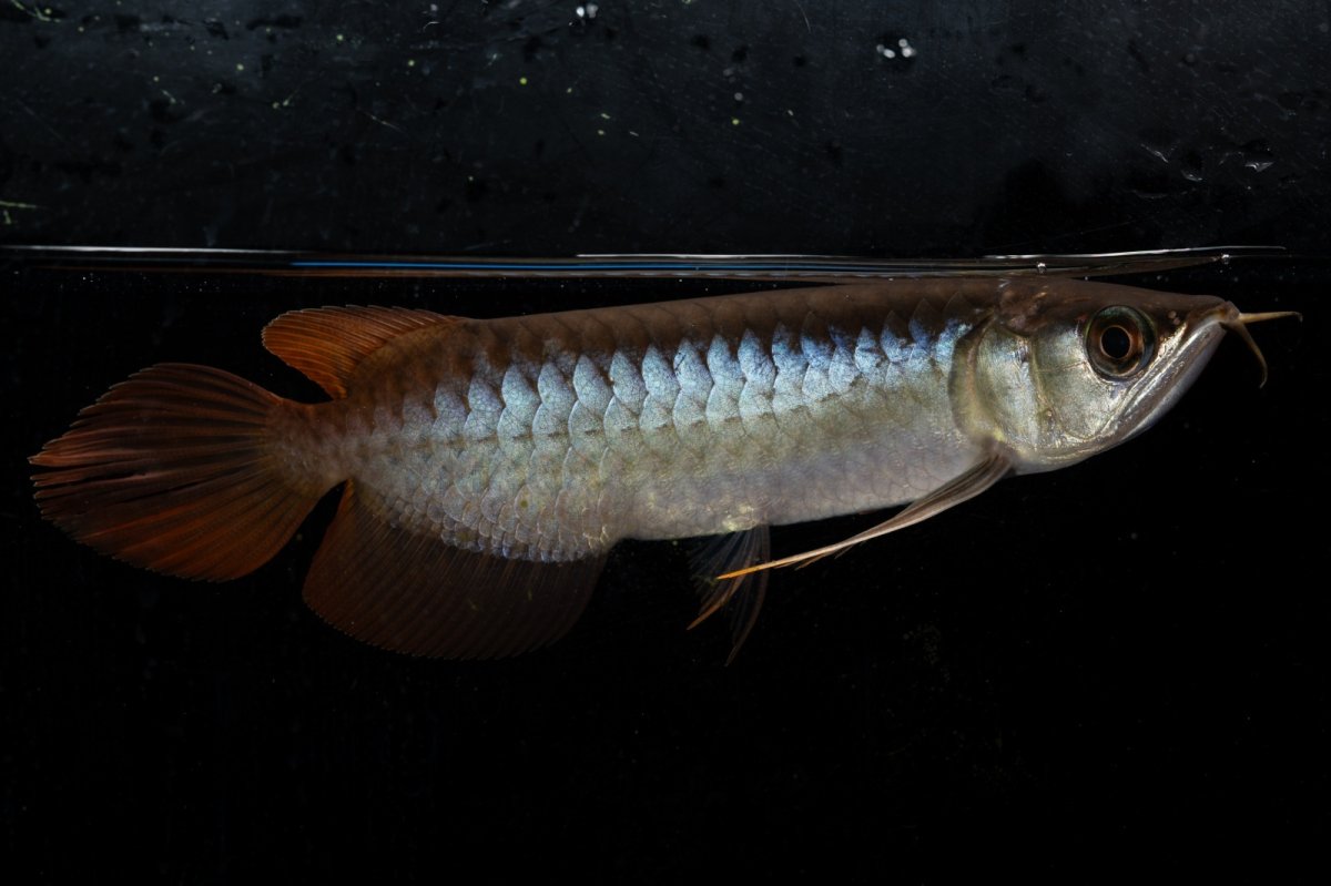 画像6: ダイナミックレッド NO.28（ディナミカカプアス産） (6)