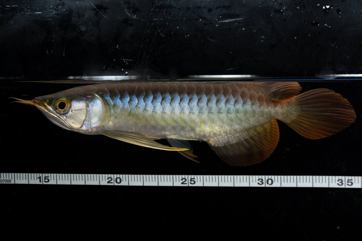 画像9: ダイナミックレッド NO.27（ディナミカカプアス産） (9)