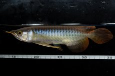 画像9: ダイナミックレッド NO.27（ディナミカカプアス産） (9)