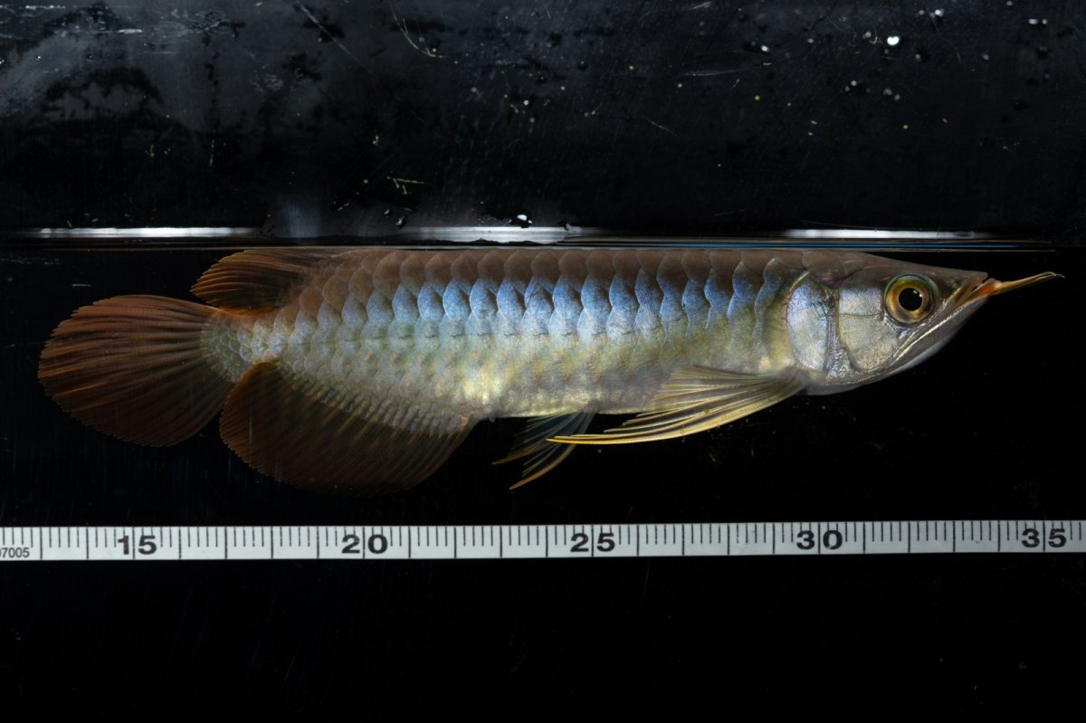 画像8: ダイナミックレッド NO.27（ディナミカカプアス産） (8)