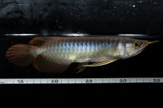 画像8: ダイナミックレッド NO.27（ディナミカカプアス産） (8)