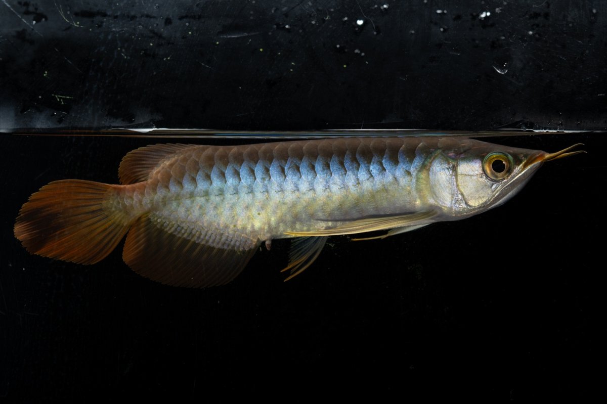 画像6: ダイナミックレッド NO.27（ディナミカカプアス産） (6)