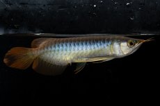 画像6: ダイナミックレッド NO.27（ディナミカカプアス産） (6)