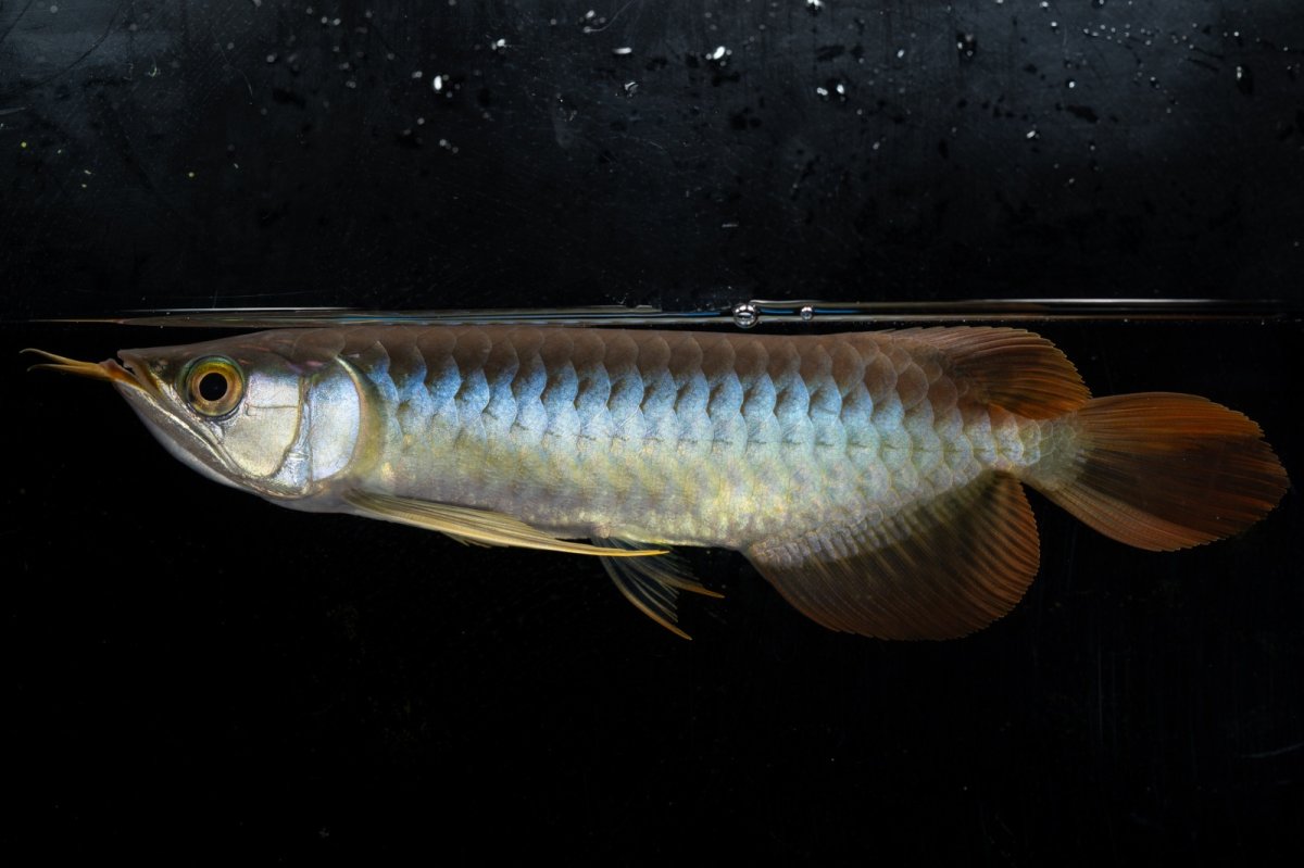 画像7: ダイナミックレッド NO.27（ディナミカカプアス産） (7)