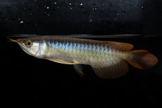 画像5: ダイナミックレッド NO.27（ディナミカカプアス産） (5)