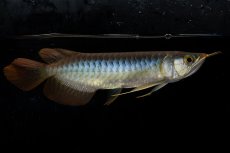 画像4: ダイナミックレッド NO.27（ディナミカカプアス産） (4)