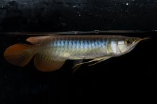 画像2: ダイナミックレッド NO.27（ディナミカカプアス産） (2)