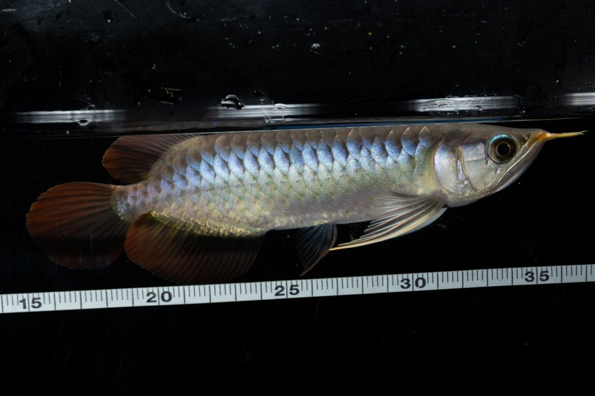 画像6: ダイナミックレッド NO.26（ディナミカカプアス産） (6)