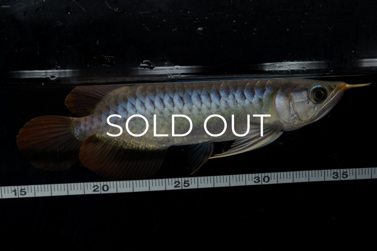 画像6: ダイナミックレッド NO.26（ディナミカカプアス産） (6)