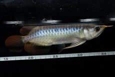 画像6: ダイナミックレッド NO.26（ディナミカカプアス産） (6)