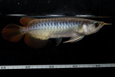 画像5: ダイナミックレッド NO.26（ディナミカカプアス産） (5)