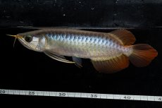 画像4: ダイナミックレッド NO.26（ディナミカカプアス産） (4)