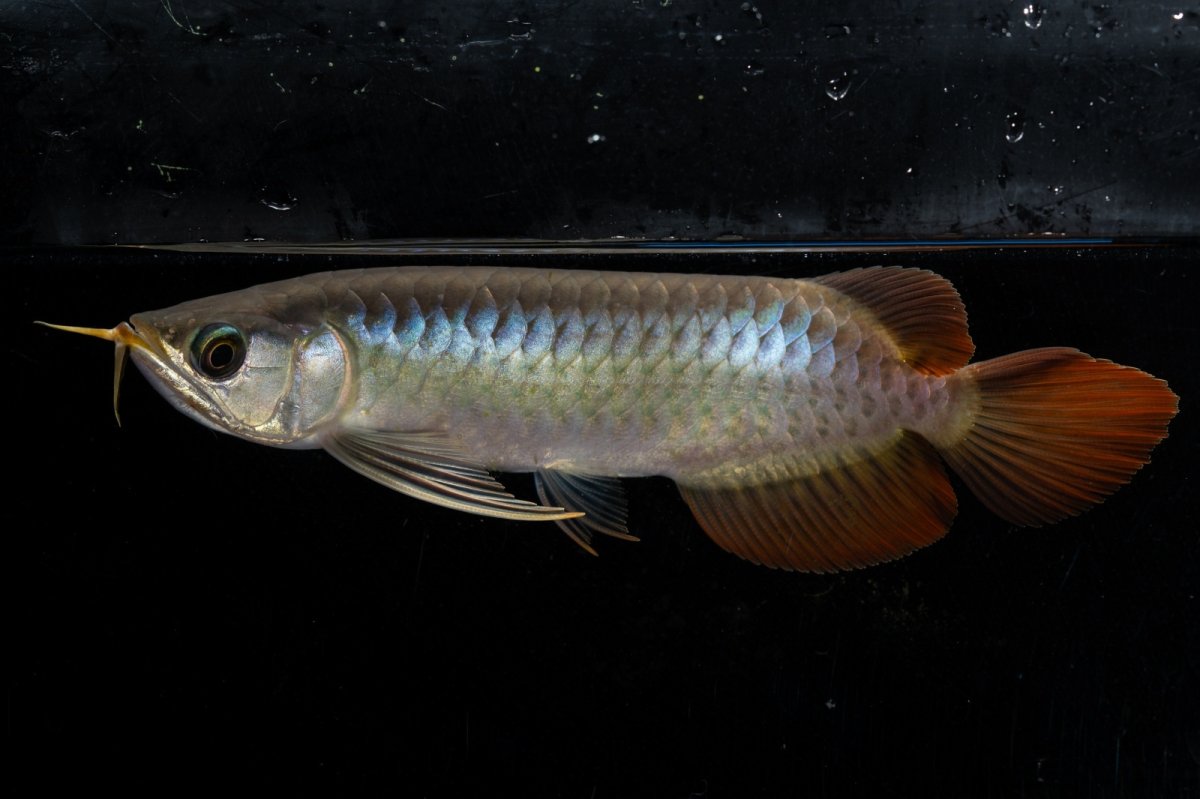 画像2: ダイナミックレッド NO.26（ディナミカカプアス産） (2)