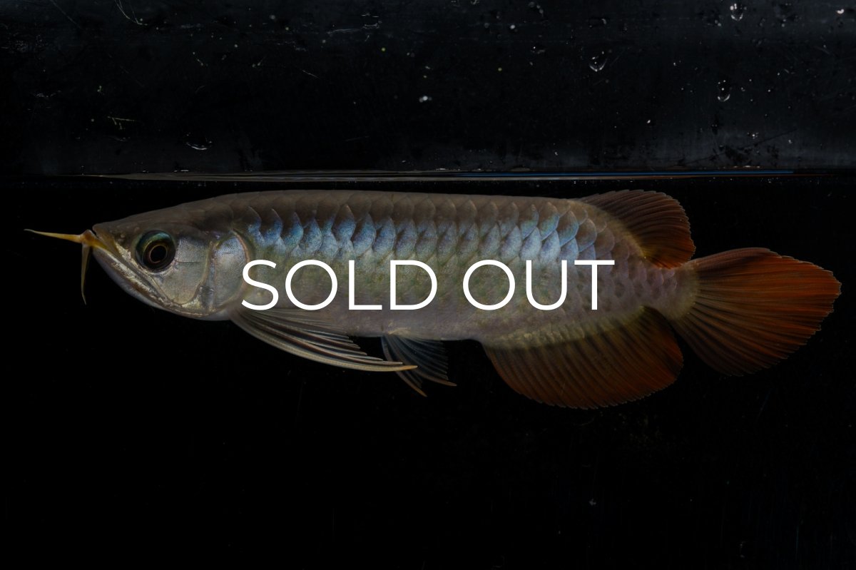 画像2: ダイナミックレッド NO.26（ディナミカカプアス産） (2)