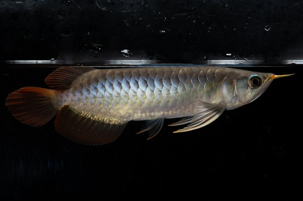 画像3: ダイナミックレッド NO.26（ディナミカカプアス産） (3)