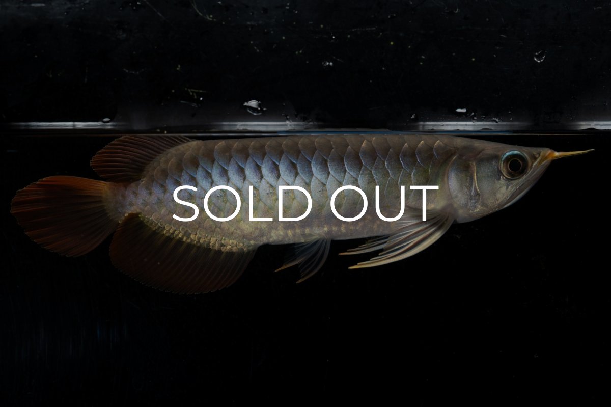 画像3: ダイナミックレッド NO.26（ディナミカカプアス産） (3)