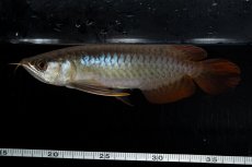 画像12: ダイナミックレッド NO.25（ディナミカカプアス産） (12)