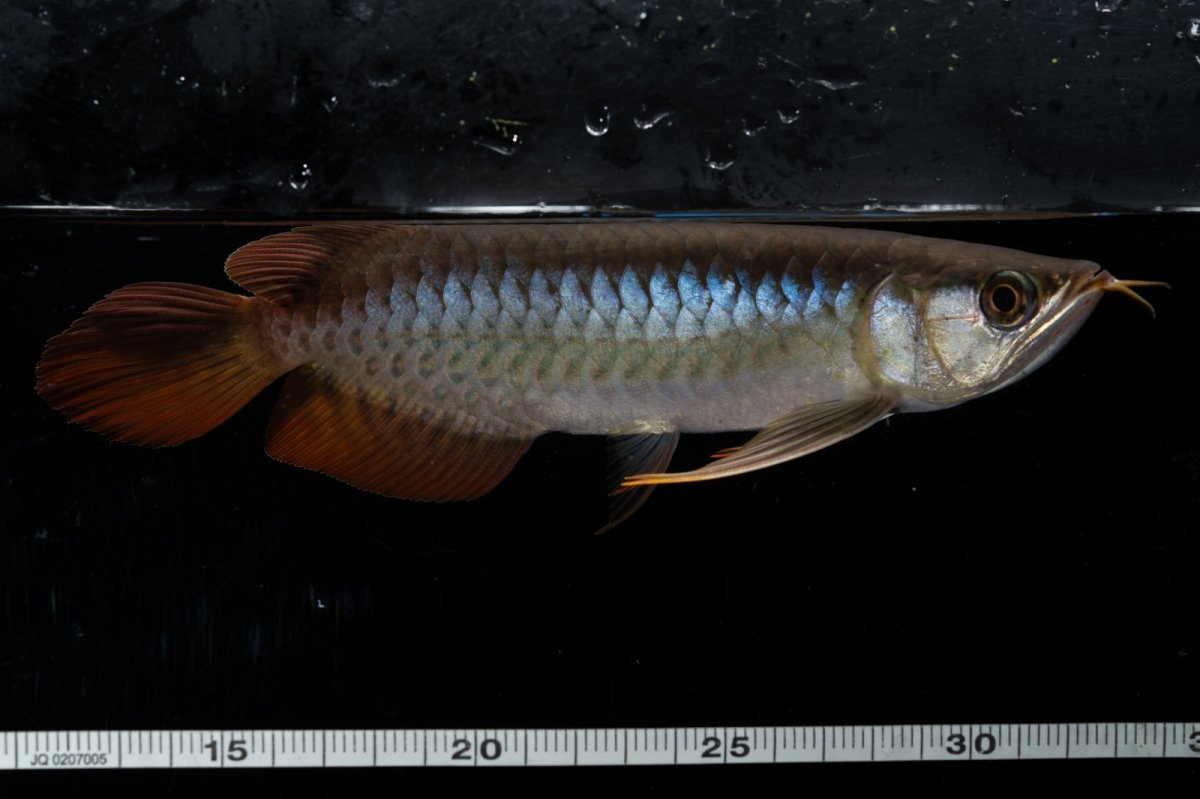 画像10: ダイナミックレッド NO.25（ディナミカカプアス産） (10)