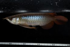 画像11: ダイナミックレッド NO.25（ディナミカカプアス産） (11)