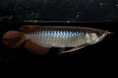 画像5: ダイナミックレッド NO.25（ディナミカカプアス産） (5)