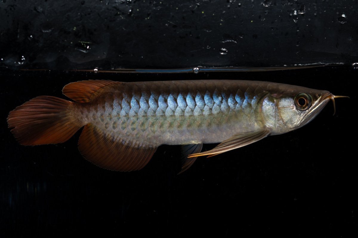 画像1: ダイナミックレッド NO.25（ディナミカカプアス産） (1)