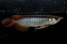 画像1: ダイナミックレッド NO.25（ディナミカカプアス産） (1)