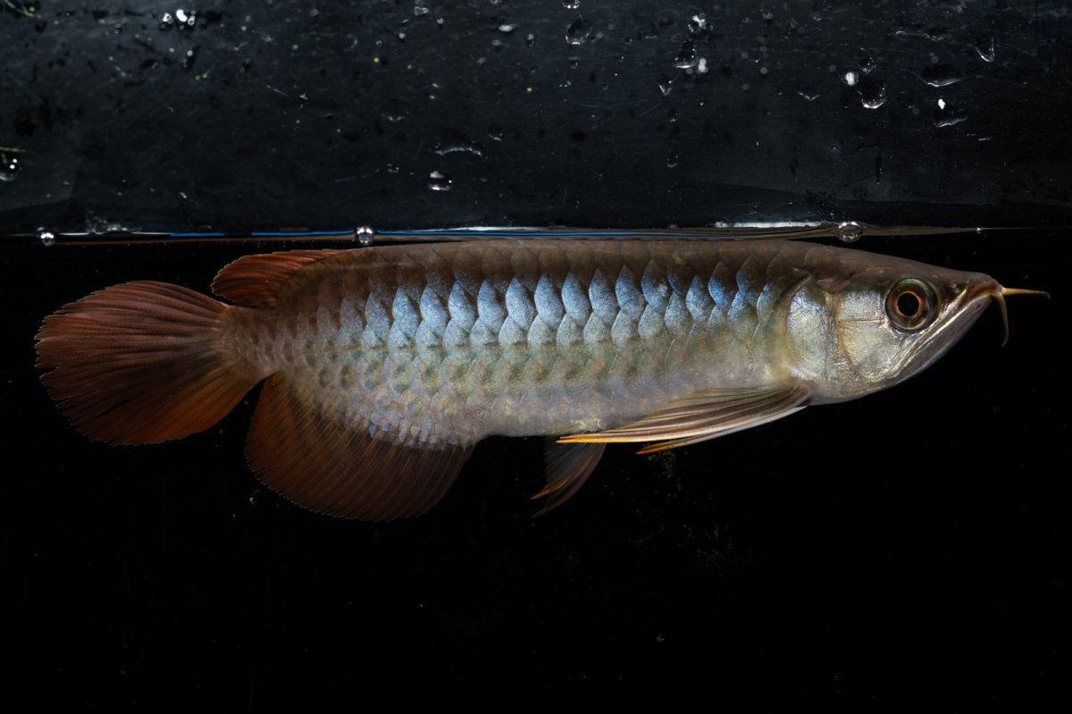 画像3: ダイナミックレッド NO.25（ディナミカカプアス産） (3)