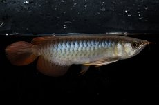 画像3: ダイナミックレッド NO.25（ディナミカカプアス産） (3)