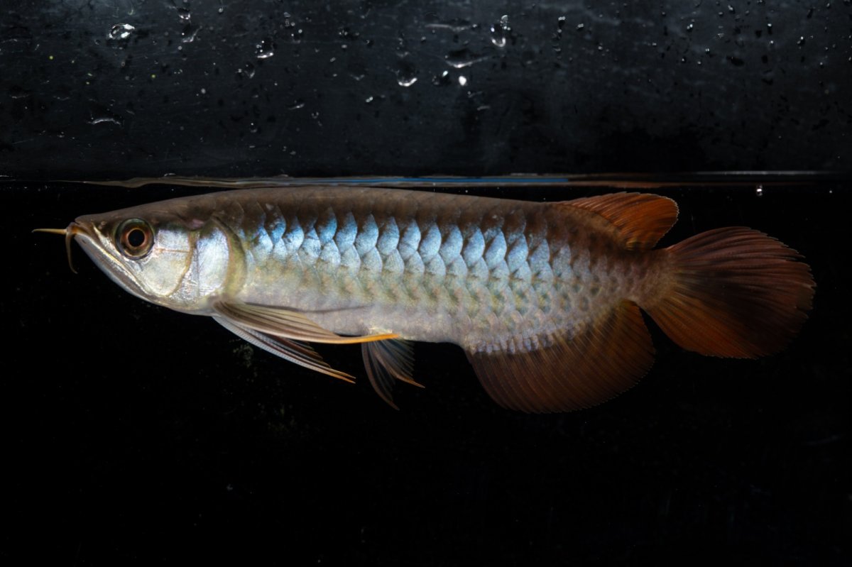 画像8: ダイナミックレッド NO.25（ディナミカカプアス産） (8)