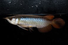 画像8: ダイナミックレッド NO.25（ディナミカカプアス産） (8)