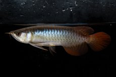 画像7: ダイナミックレッド NO.25（ディナミカカプアス産） (7)