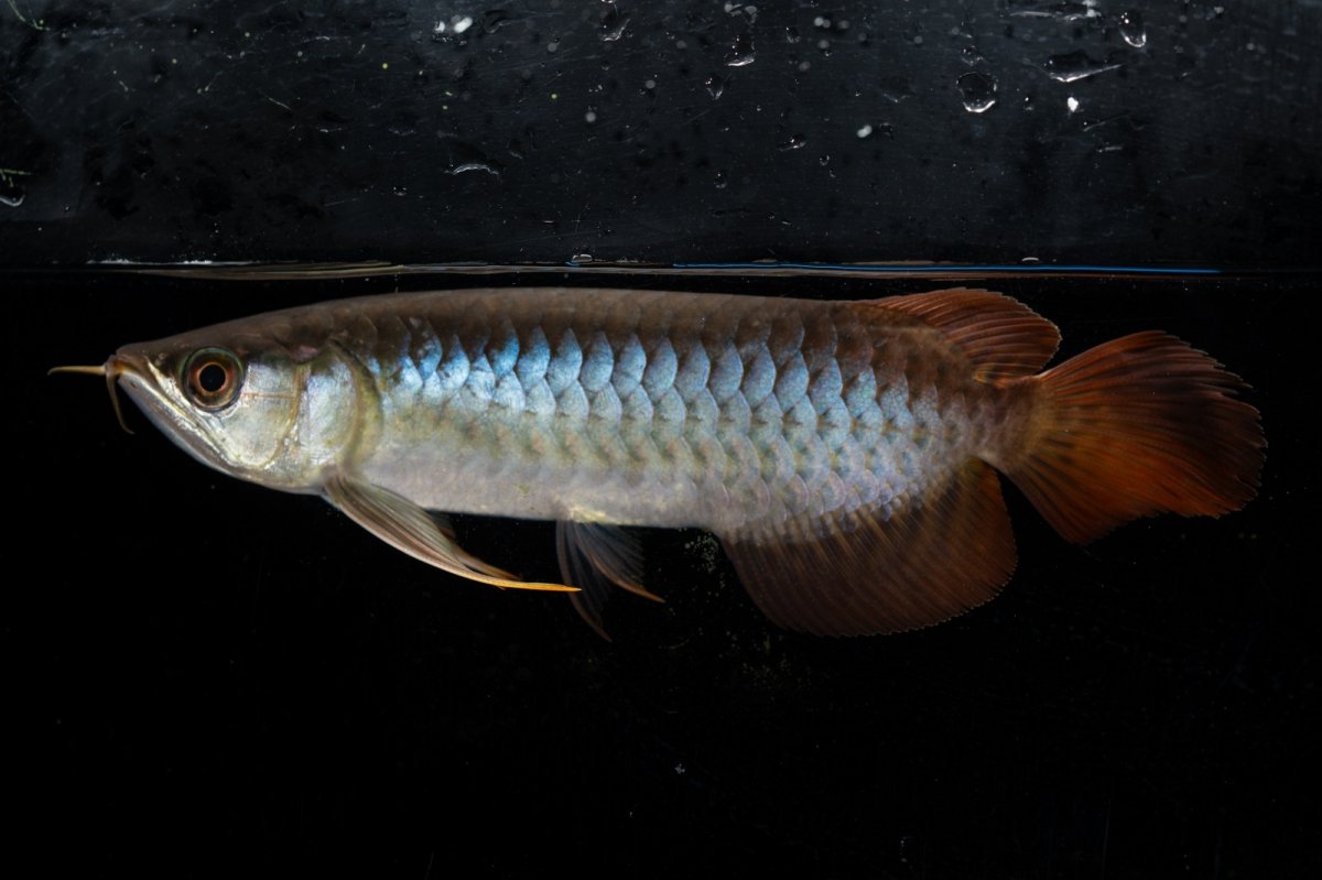 画像4: ダイナミックレッド NO.25（ディナミカカプアス産） (4)