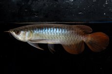 画像2: ダイナミックレッド NO.25（ディナミカカプアス産） (2)