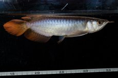 画像10: ダイナミックレッド NO.23（ディナミカカプアス産） (10)