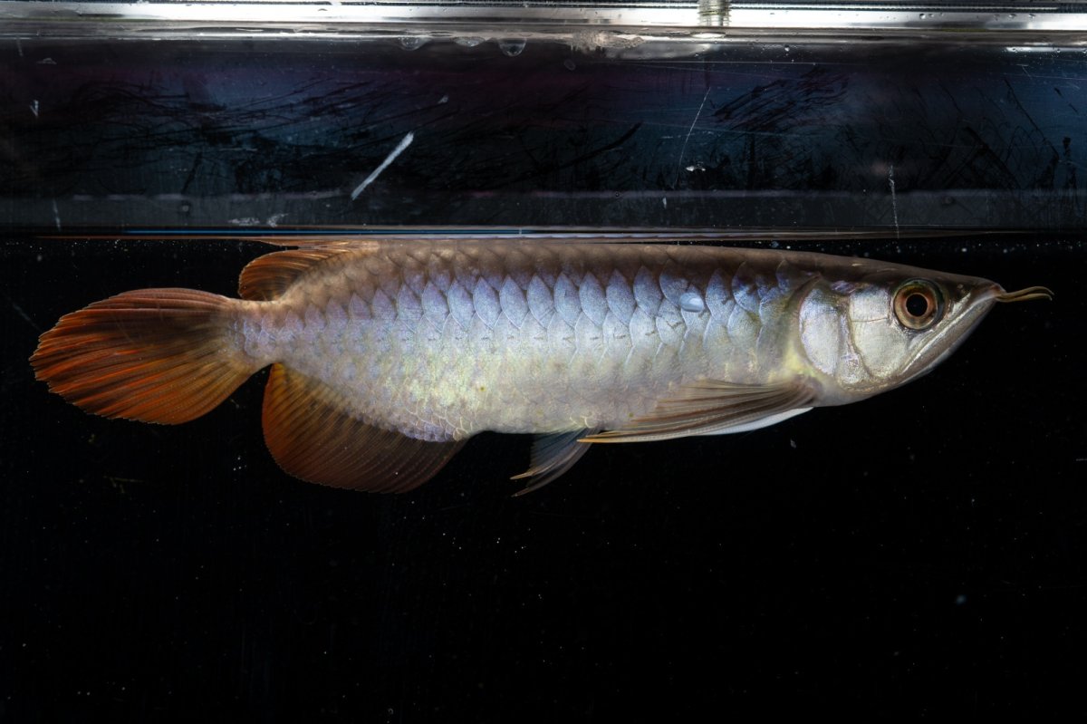 画像9: ダイナミックレッド NO.23（ディナミカカプアス産） (9)