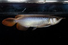 画像9: ダイナミックレッド NO.23（ディナミカカプアス産） (9)