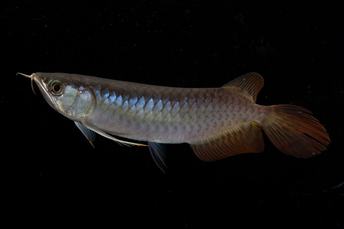 画像8: ダイナミックレッド NO.23（ディナミカカプアス産） (8)