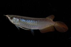 画像8: ダイナミックレッド NO.23（ディナミカカプアス産） (8)