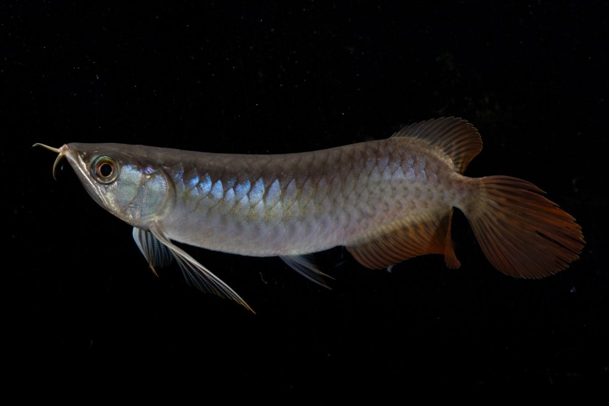 画像7: ダイナミックレッド NO.23（ディナミカカプアス産） (7)