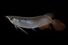 画像7: ダイナミックレッド NO.23（ディナミカカプアス産） (7)