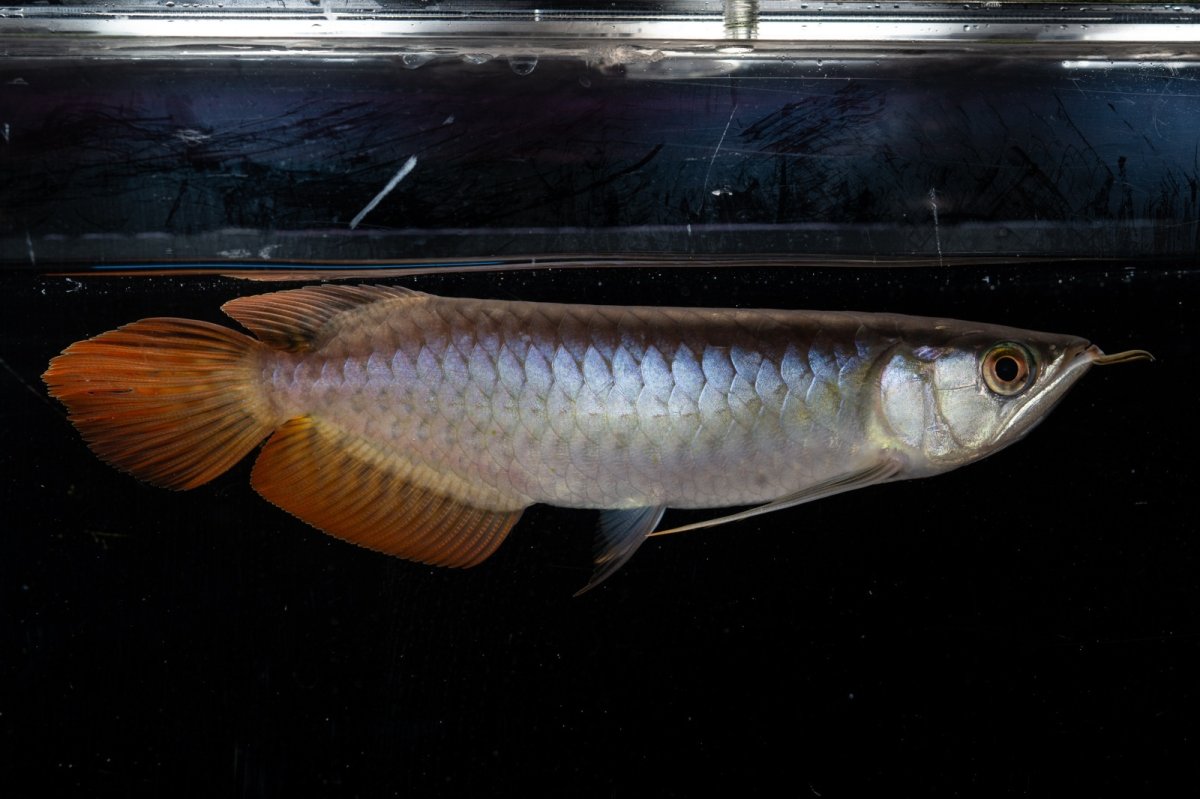 画像6: ダイナミックレッド NO.23（ディナミカカプアス産） (6)