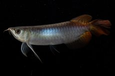 画像4: ダイナミックレッド NO.23（ディナミカカプアス産） (4)