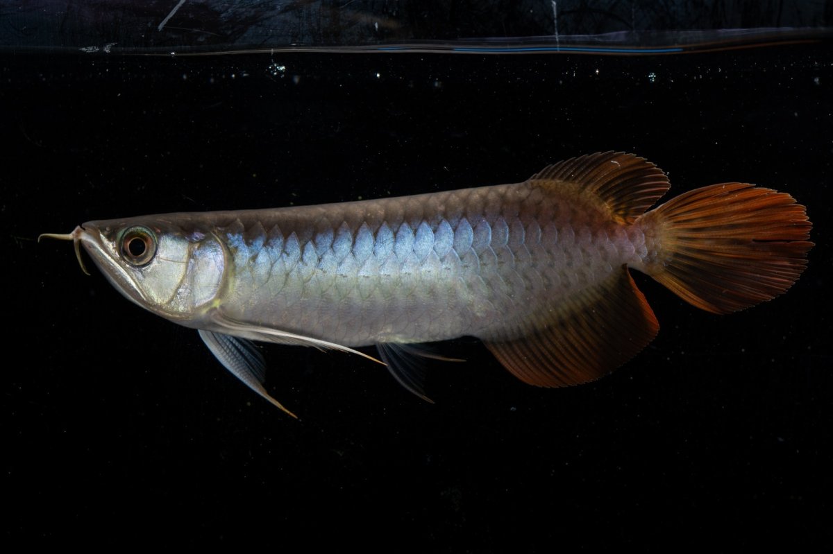 画像2: ダイナミックレッド NO.23（ディナミカカプアス産） (2)