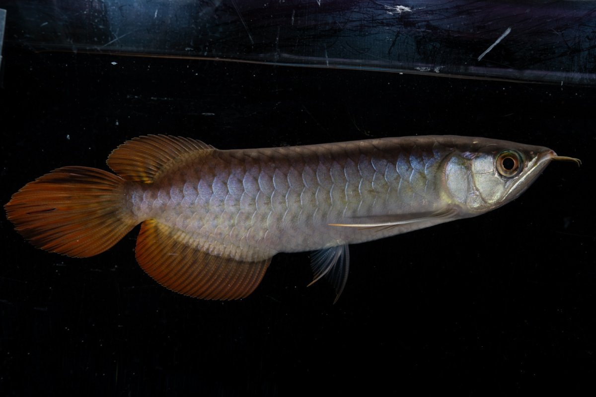 画像1: ダイナミックレッド NO.23（ディナミカカプアス産） (1)