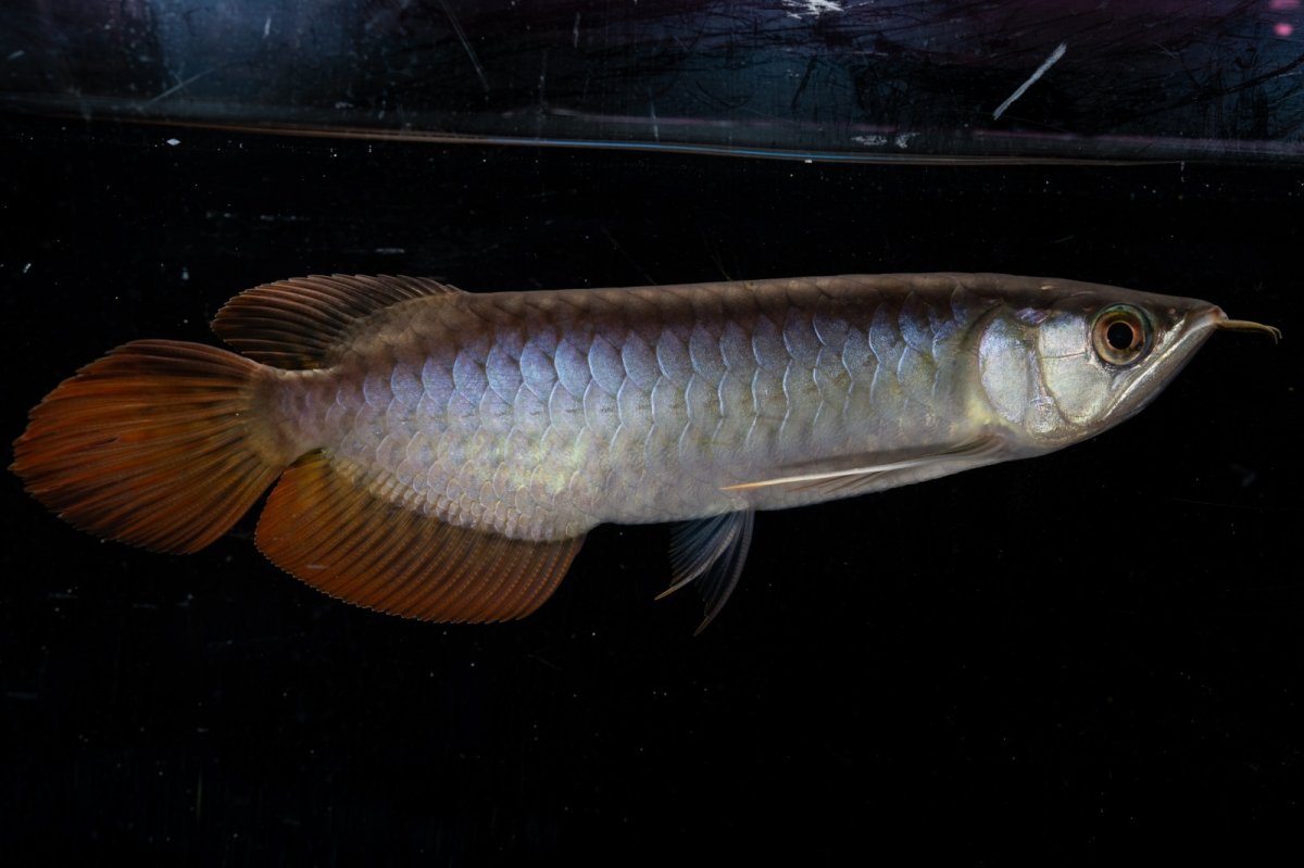 画像5: ダイナミックレッド NO.23（ディナミカカプアス産） (5)